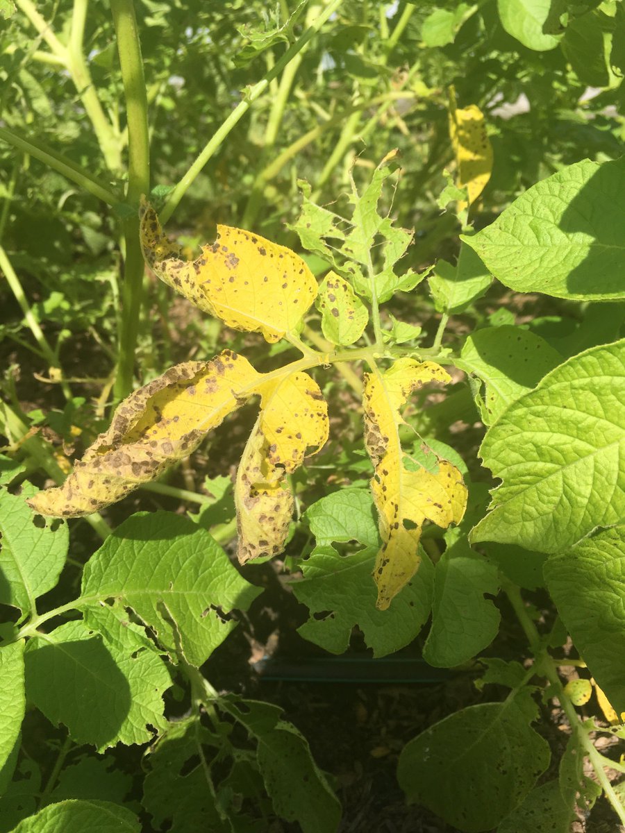 thezombiegarden's tweet image. It's here.... A full Hutton Period (high temps &amp;amp; humidity) is predicted for the next 48 hours in south-east England, so check your spuds for early symptoms of #potatoblight. Not in the the SE? Check the blight status of your postcode at blightwatch.co.uk