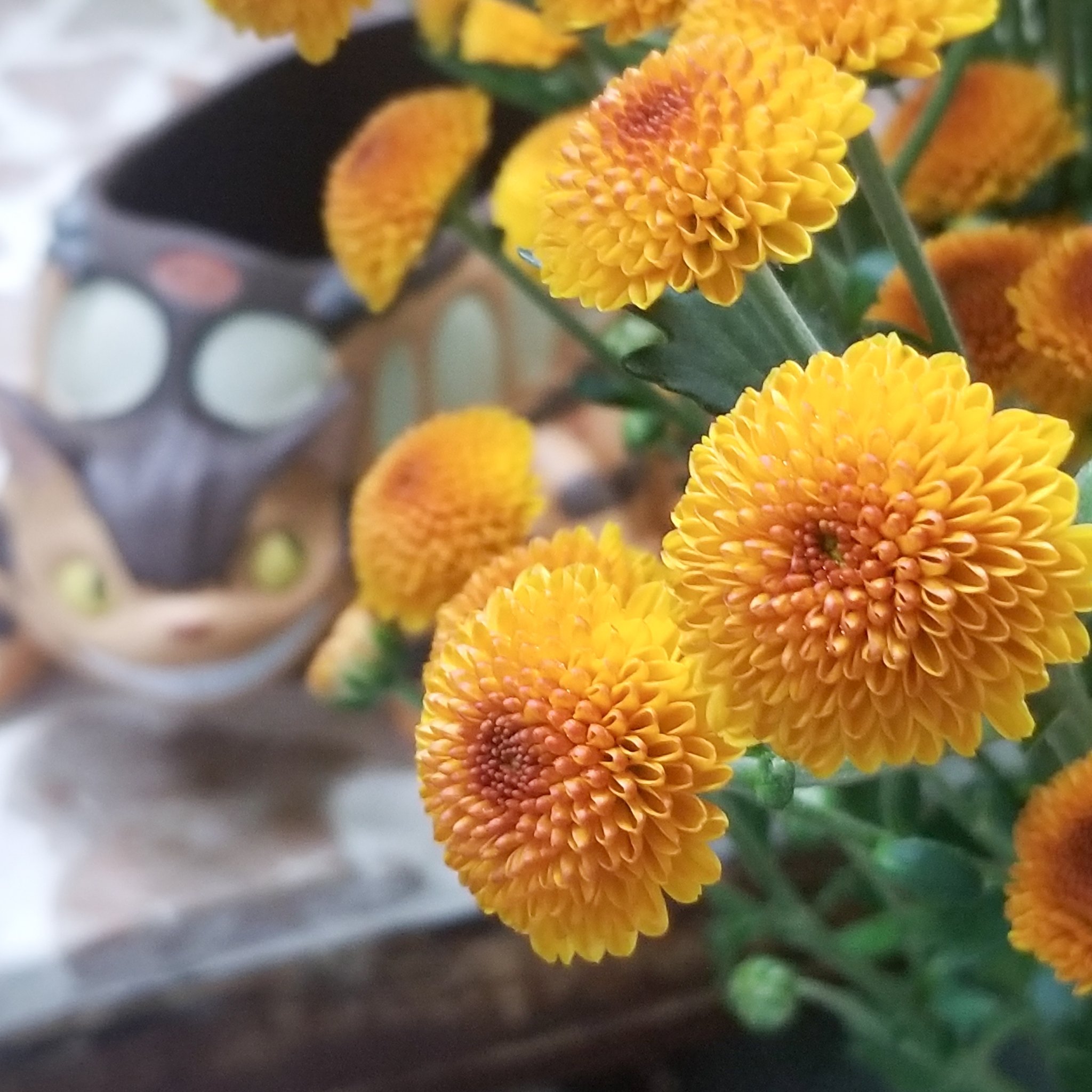 𝚔 𝚊 𝚓 𝚞 𝚎 𝚗 花樹園 トトロに逢えるお花屋さん Al Twitter たま にスプレーマムもかわいいのを見つけちゃうの コロコロしてて可愛い スプレーマム ファイヤボール 東大阪 石切 新石切 花 花屋 Flower 大阪 アレンジメント Ishikiri