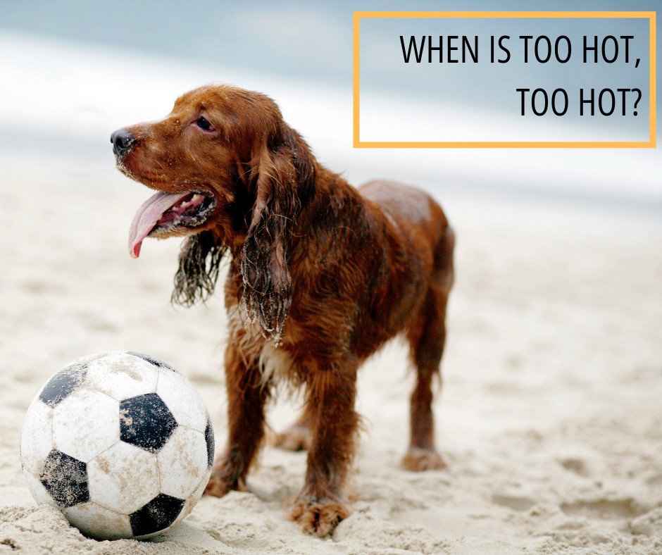 We all love those sunny days going out for a walk with our furry friend. Summer days are getting hotter and hotter, and sometimes it could be very difficult for our pets to adapt to the heat.
Find out why heat can be so dangerous for our pets  👉 bit.ly/2Zas5Z2