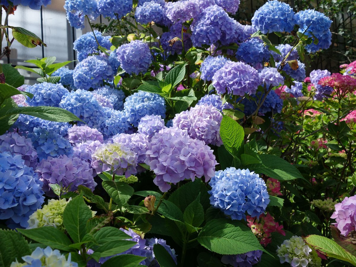 BotGartenHH's tweet photo. Urlaubsfeeling in der Salbeisenke! โ๏ธ
Die Bauern-Hortensien (Hydrangea macrophylla) blรผhen in den schรถnsten Farben.
๐
#botanicalgreetings #flowerpower #hortensia #nature #colourfully #relaxandtakeabreath
Foto: BGHH / Angela Jahns https://t.co/ANiMQwbFY2