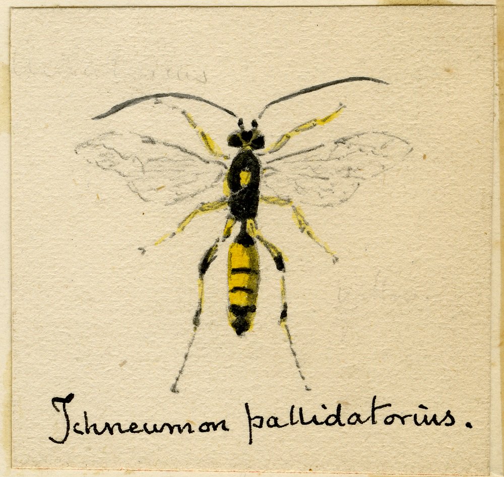 TheWilsonChelt's tweet image. To celebrate Edward Wilson&apos;s 147th birthday we&apos;ve been holding a variety of events this week, including a special #ObjectTalk tonight on the Nature Notebooks, which were compiled and painted by Wilson throughout his life, follow the link to book: cheltenhammuseum.org.uk/event/edward-w…