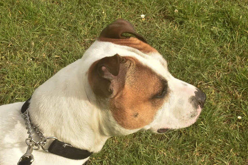 FOSTERFIRST1's tweet photo. All these little souls are sitting in Kennels sadly waiting at the gate for someone to come &amp; #foster them, my heart aches , they are there through no fault of their own #unwanted #unloved please message us for details on #fostering there are 1000’s of dogs in Kennels #TeamZay https://t.co/VAoWZXXvHY