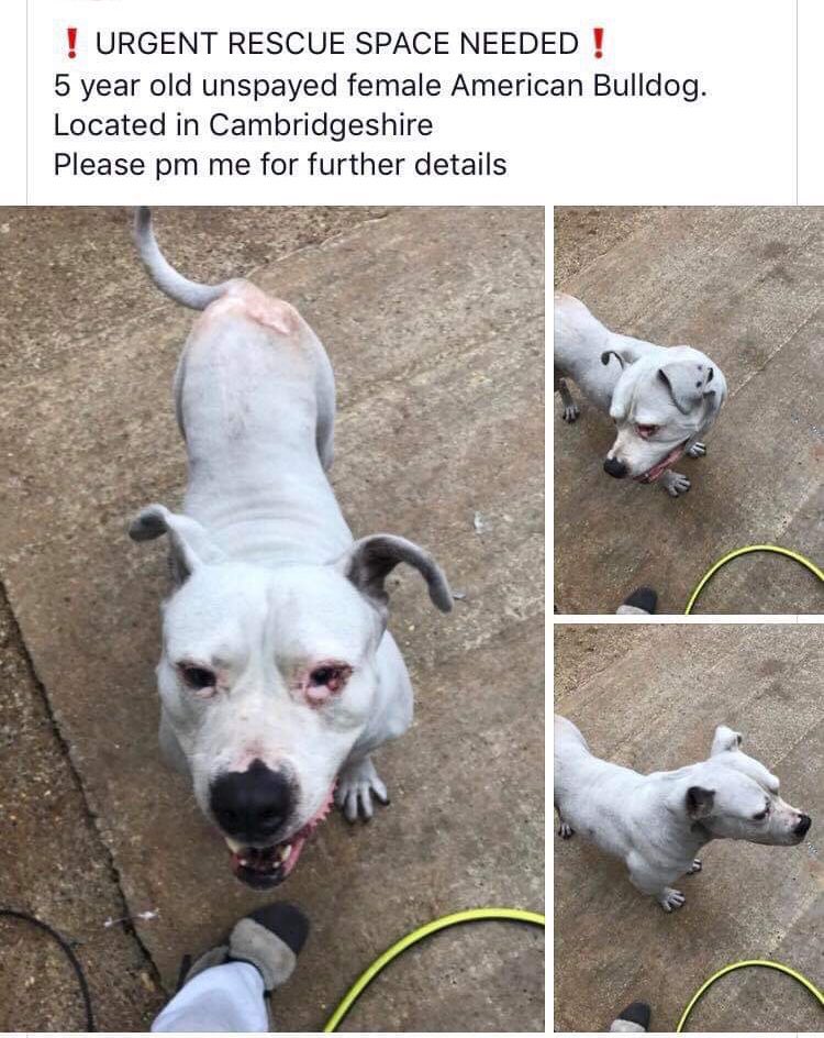 FOSTERFIRST1's tweet photo. All these little souls are sitting in Kennels sadly waiting at the gate for someone to come &amp; #foster them, my heart aches , they are there through no fault of their own #unwanted #unloved please message us for details on #fostering there are 1000’s of dogs in Kennels #TeamZay https://t.co/VAoWZXXvHY