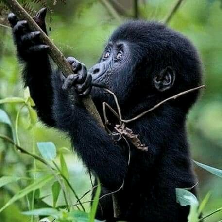 AkitaAnd's tweet photo. How long have you been dreaming about going on a safari? An African safari is truly an experience of a life time. Book safari to see mountain gorillas through Akita wild tours and travel or find us on whatsup +256704736693.#worldtourist #visitugandagorillas #germanytourism https://t.co/xMopgjQWYL