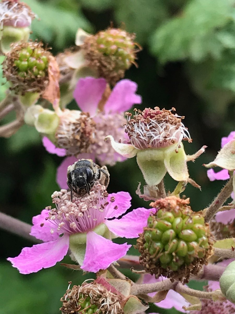 katiolowe's tweet photo. @StevenFalk1 Hi, my name is Kate and am band new to little creature spotting. Here is a very busy almost entirely black bee. He was on some brambles. Smaller than a honey bee. His back legs looked white, but may have been thick pollen. https://t.co/ddESutXrxS