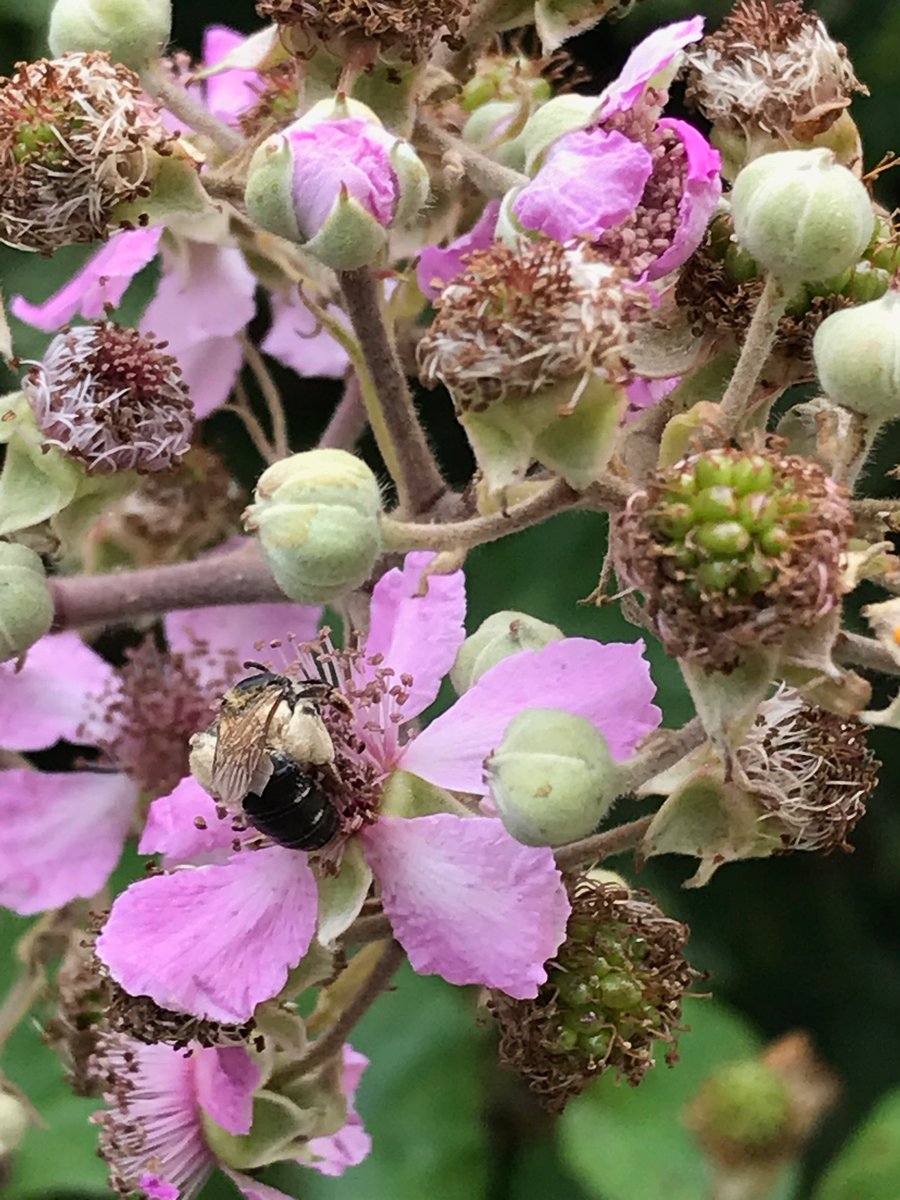 katiolowe's tweet photo. @StevenFalk1 Hi, my name is Kate and am band new to little creature spotting. Here is a very busy almost entirely black bee. He was on some brambles. Smaller than a honey bee. His back legs looked white, but may have been thick pollen. https://t.co/ddESutXrxS