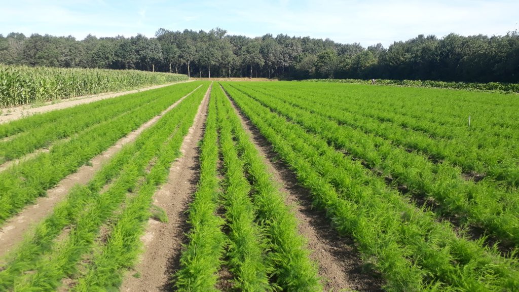 Our organic asparagus crowns growing in perfect conditions. Available for 2020 plantings