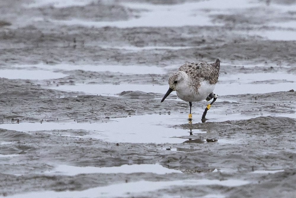 2015-2019: Observed and photographed with geolocator in Wadden Sea, Netherlands, and Walvis Bay, Namibia, multiple times. Photo by Mark Boorman (14 October 2017, Walvis Bay Namibia)