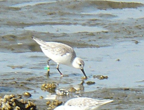 26 August-3 September 2008: Observed Wadden Sea island  #Griend, Wadden Sea, Netherlands19 January 2009: Observed and photographed (by Bernard Spaans) Walvis Bay  #Namibia by the same observer who saw the bird in the Wadden Sea just a few months earlier!