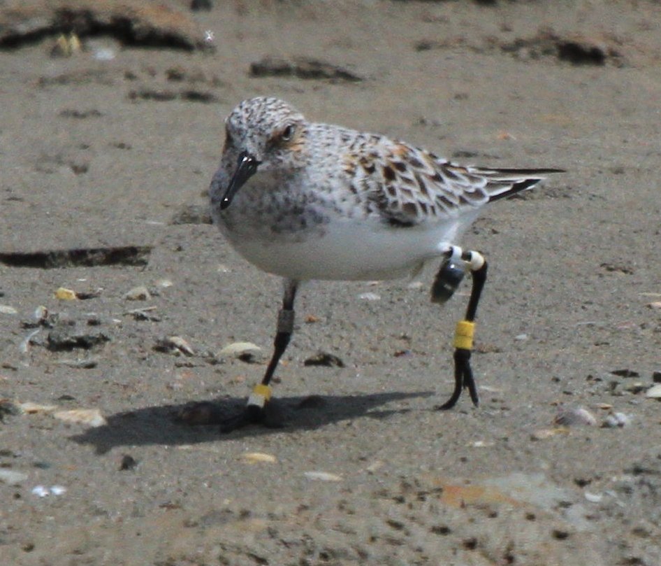 19 May 2019: Observed and photographed in southern France. Based on earlier geolocator tracks from Namibia-wintering Sanderlings, she presumably had just arrived after a non-stop trans-African flight from Namibia! Photo by Marc G.