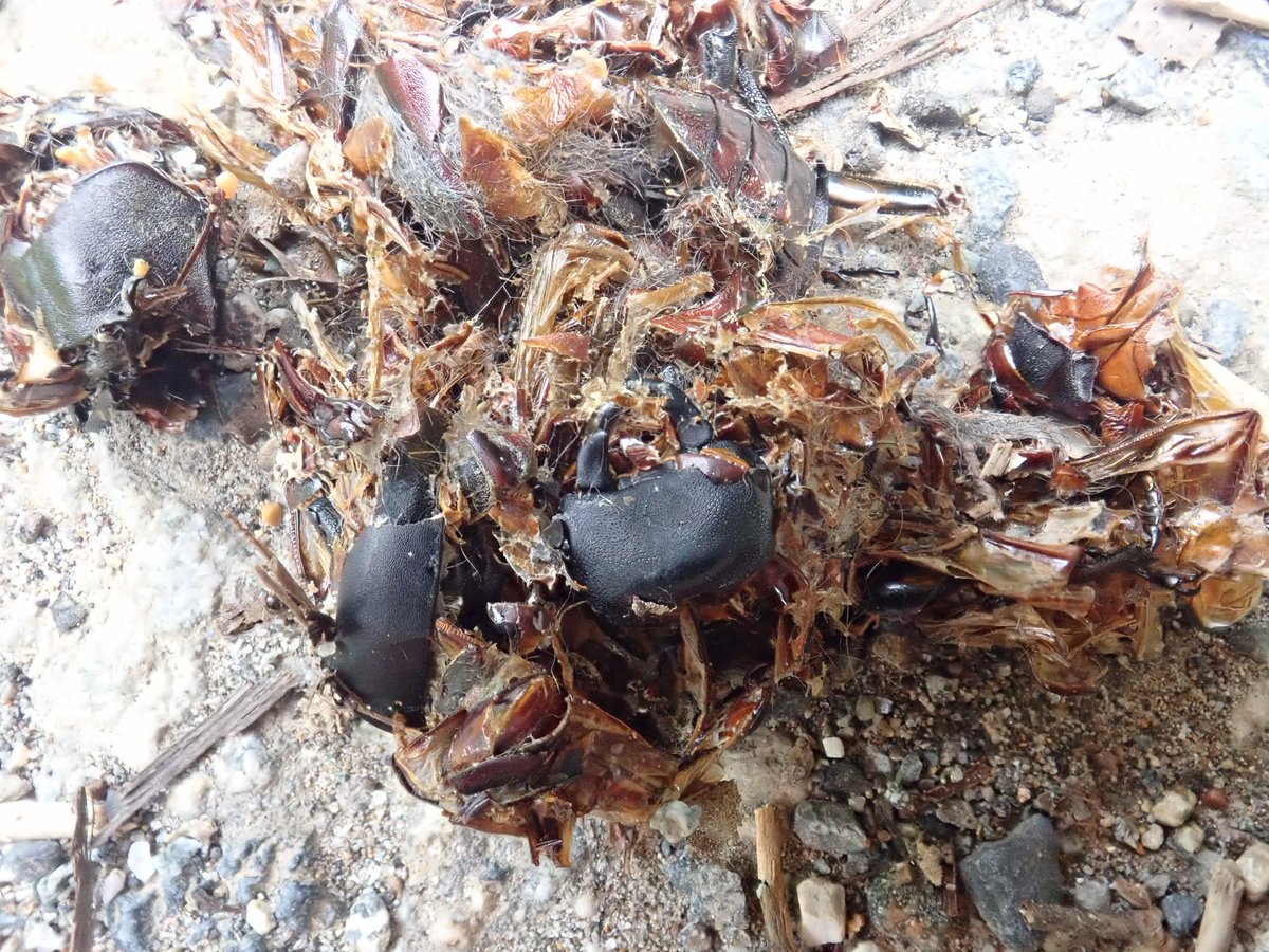 静岡地元クワガタのmさん على تويتر ハクビシンもクワガタ食べるんですか ではオオクワも