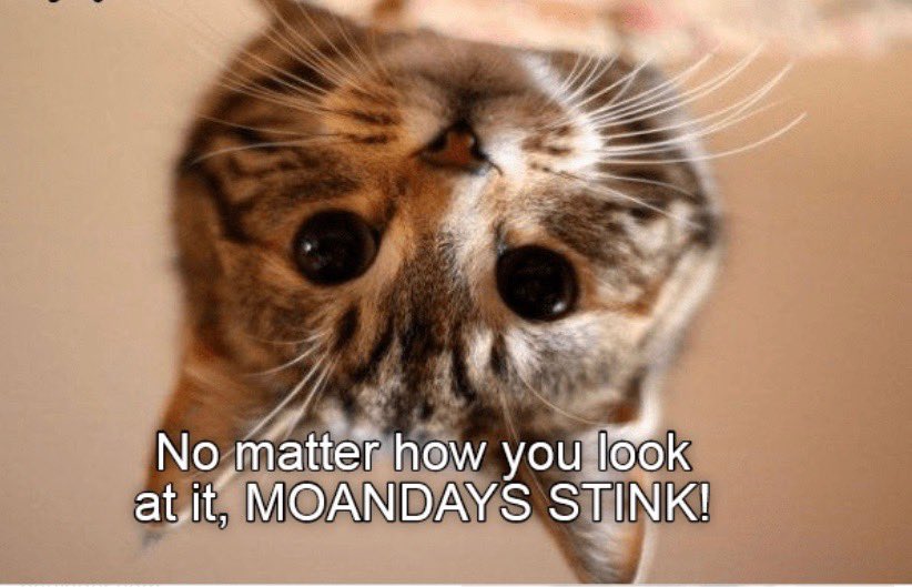 dcd728's tweet photo. Ain’t this the #truth #kitty #MondayMotivationnot https://t.co/GDLZl7MwBI
