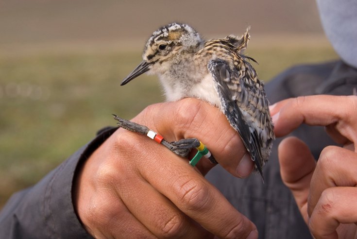 7 July 2008: Ringed as hatchling (weighing 7.3 grams), in  #Zackenberg  #Greenland  @ZERO74N17 July 2008: First set of colour-rings (weighing 32 grams now). Her three siblings are colour-ringed too.