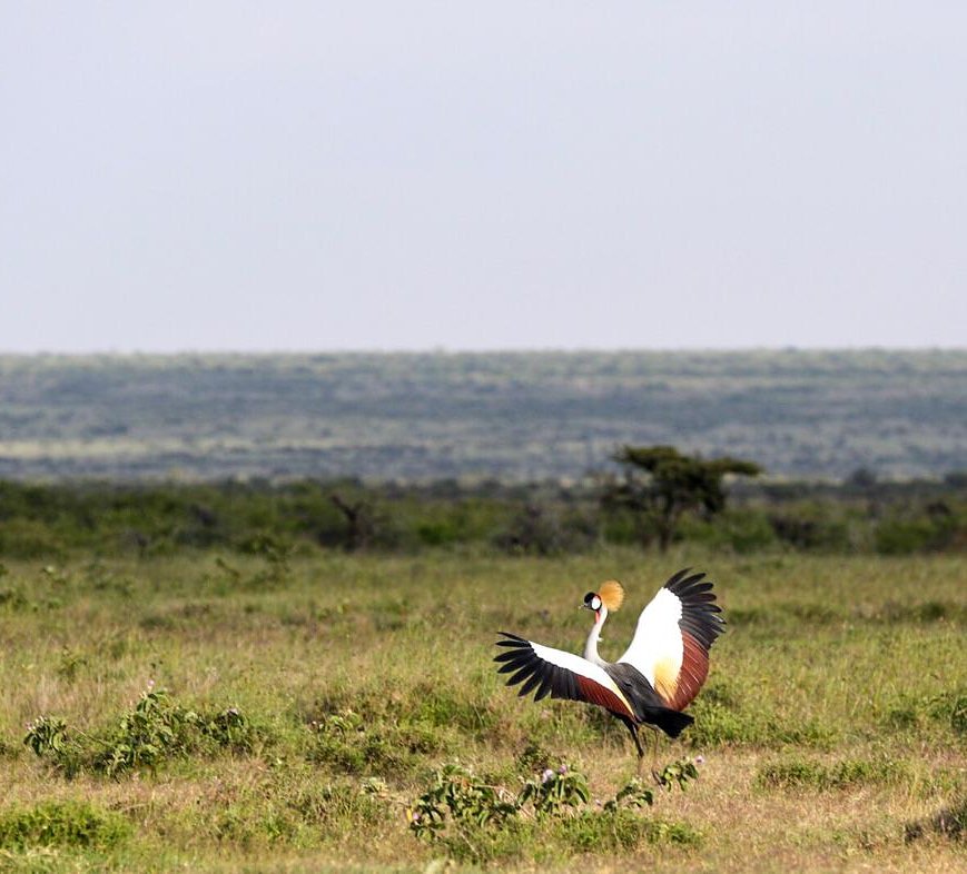 MugieConserve's tweet photo. The take off!!!
π· #JoshPerrett
#crane #bird #birds #birdphotography #birder #birdwatching #sanctuary #wildlifesanctuary #mugieconservancy #photography #whyilovekenya #tembeakenya #takeoff #flight #KOT https://t.co/m6GLAztInQ