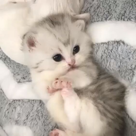 lailaima6's tweet photo. #purrs #themeowlife #thedailykitten #weeklyfluff #cat #catsofinstagram #cats #cats_of_instagram #cats_of_world #cat_features #catoftheday #catstagram 
#catlover #kitty #kittycat #kitten #kittens #followforfollowback #cute #likeforlikes #likeforfollow #like4likes #follow #meow https://t.co/t8k5puU2k6