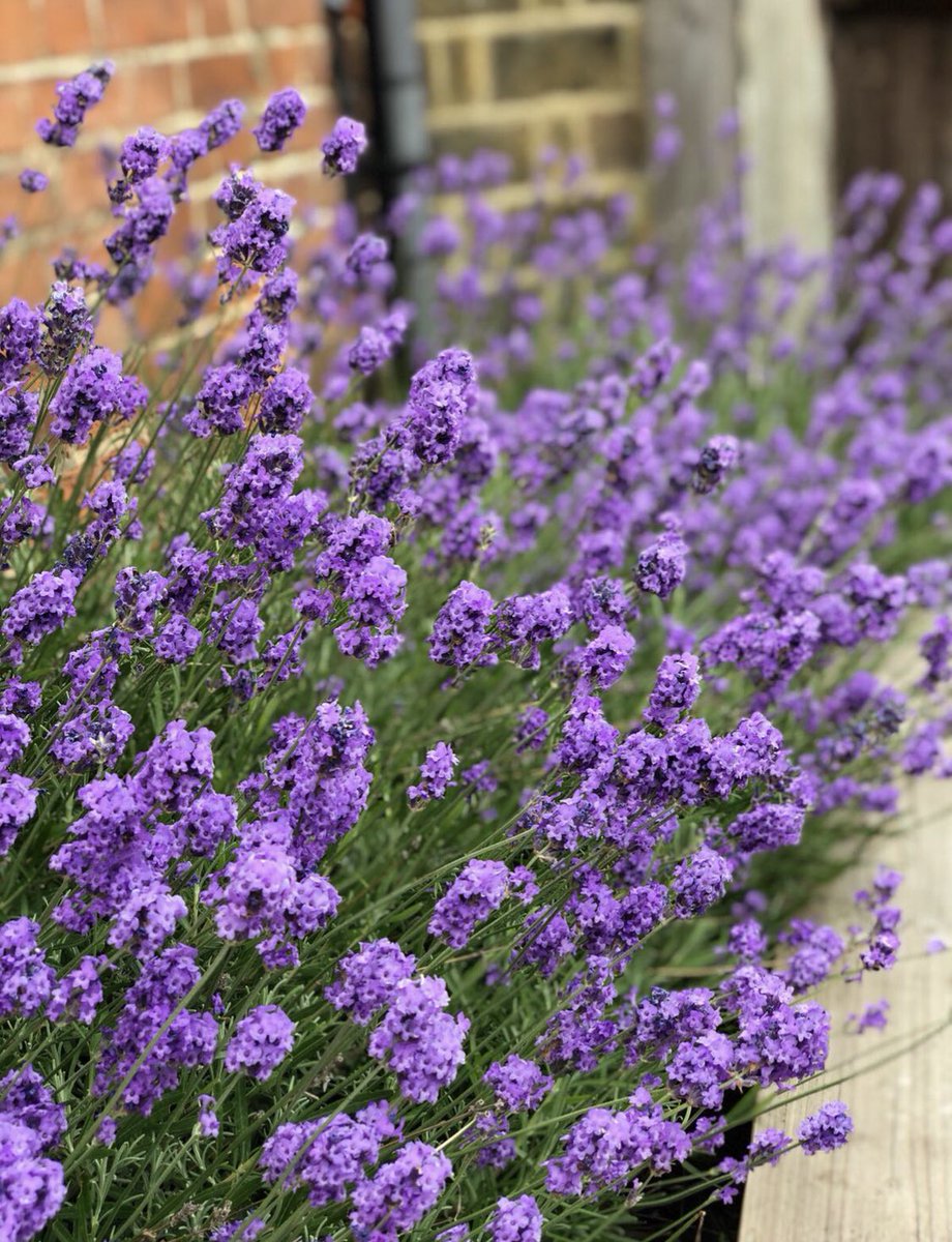 It’s going to be hot hot HOT this week! Remember we are fully air conditioned inside the cafe &amp; have plenty of shady spots in our garden too. We also have ice cream, ice lollies &amp; cold drinks to keep you cool! #lavender #bromley #cafe #airconditioning #sundridgeparkvillage