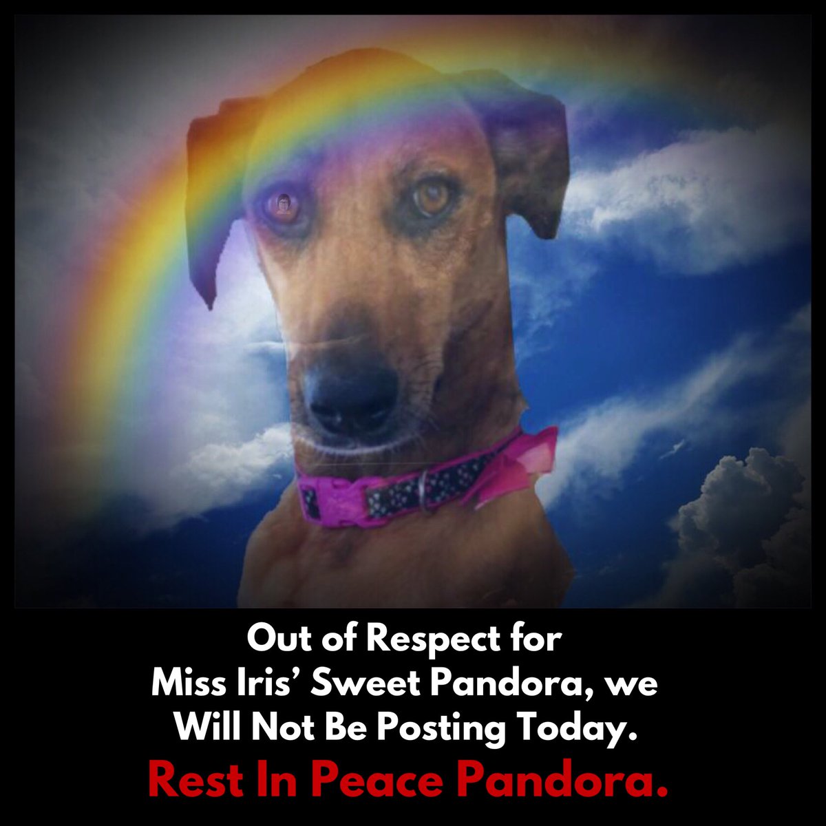 Today, we Remember and Honor Pandora’s Memory and Pray that Miss Iris’ Heart Heals. 
<a href="/irisesther54/">Iris Esther López RIP Avi 🌈</a> <a href="/Blutospin/">Da Bruizzerz</a> <a href="/TeddyTedaloo/">Teddy Tedaloo</a> <a href="/SheilaMSpence1/">TheRebelAndTheRenegade</a> <a href="/TopGunKitties/">Colonel Maverick & Angel🌈 Colonel Charlie</a> <a href="/3coolkatz/">KAL #RIP Marie🌈🙌🏼🌟</a> <a href="/96blueicebunny/">🐈‍⬛ Dory with 😇 angels Sage 🐰and Zoomer🐰</a> <a href="/gyancita/">Indie 🐾🥀🐾</a> <a href="/OffTheLeashFP/">OffTheLeashFP 💔RIP Beautiful Millie&Sweet Pixie🌈</a> <a href="/ZombieSquadHQ/">ZombieSquadHQ💖💚🧡💚🩵©</a> <a href="/TeddysFamiwy/">The Teddy #BeMoreToddy</a> <a href="/ToddyFur/">Toddy Furrington</a>