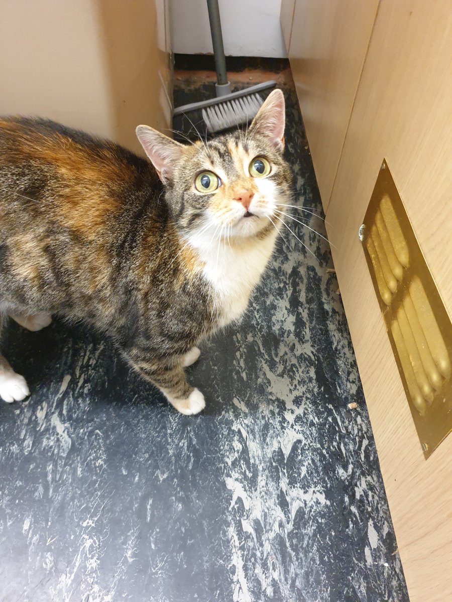 We have two beautiful cats that need to find their forever home...
Itsy and Smokey have lived together for their whole lives. For more details or if you would like to rehome these wonderful cats please ring 01691 670067.