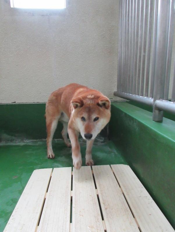 コンプリート 秩父保健所 犬 面白い犬のイラスト コンプリート 秩父保健所 犬 面白い犬のイラスト