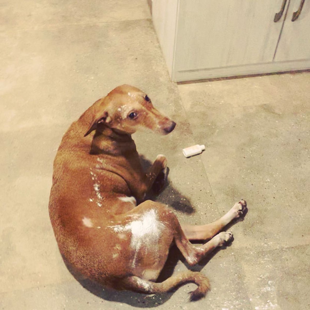 strayatheart's tweet photo. I had to apply powder to some itchy spots on Tequilas flank. The powder bottle exploded, leaving 1 surprised dog, 1 surprised human. The photos are only after I got the powder off tequilas eyes & face. After which she was told to stay so I could laugh #DogsofTwittter #indogs https://t.co/N8BN2KQ2NI