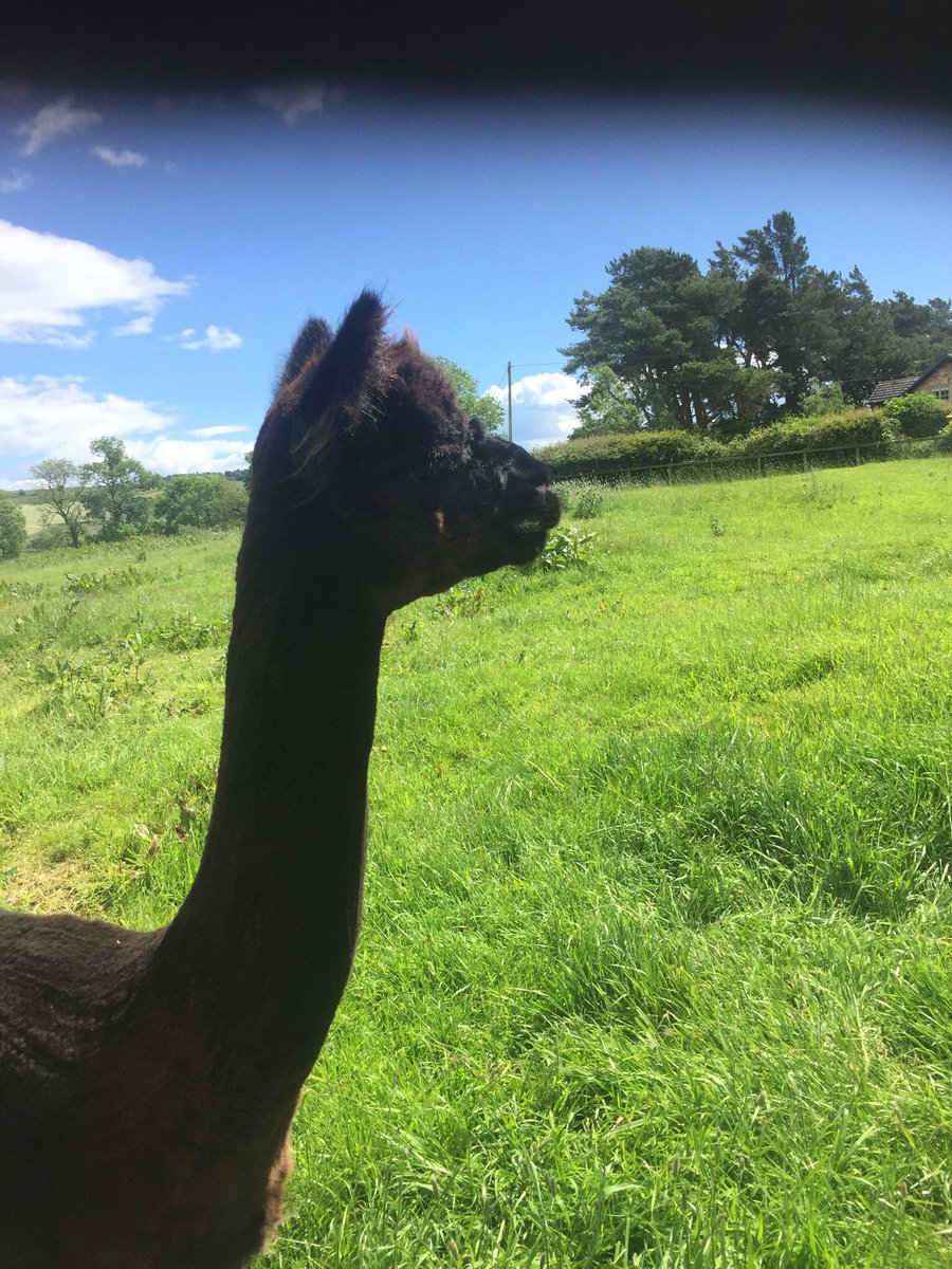 BingfieldAlpac1's tweet photo. Happy birthday Maestro! #birthdayboy #4
#lovehim #studboy #alpacasoftwitter #handsomeboy https://t.co/ohtoDIYFKj