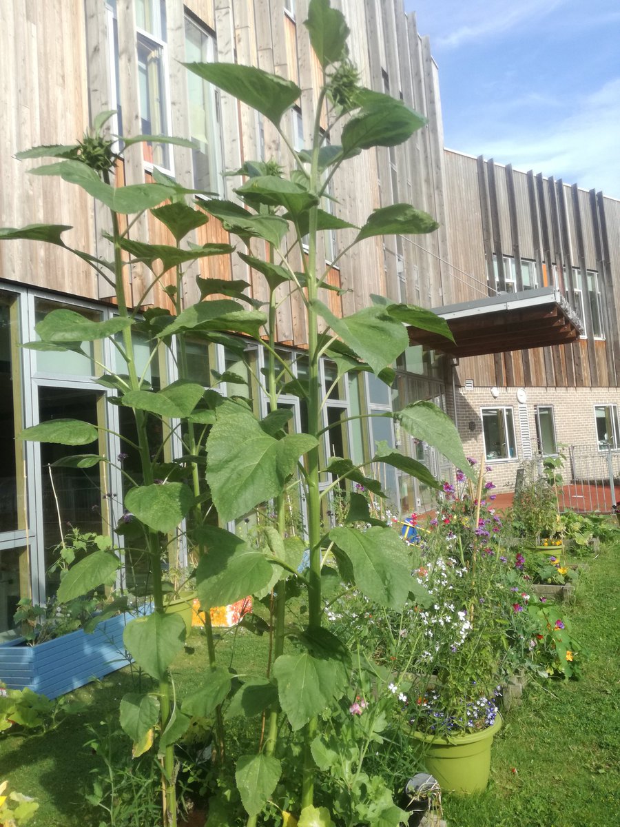 GardeningLm's tweet photo. I can't even tell you how tall it is but I'm 5ft 10 π±π± it's gonna be a beauty an all the seeds we can reuse, sell an feed the birds with ππ @AshmountPrimary @RHSSchools @IslingtonBC @islingtongztte #Bee_love #GYO #Educating_kids @LondonNPC @GroundworkLON https://t.co/j5GarpFZCH