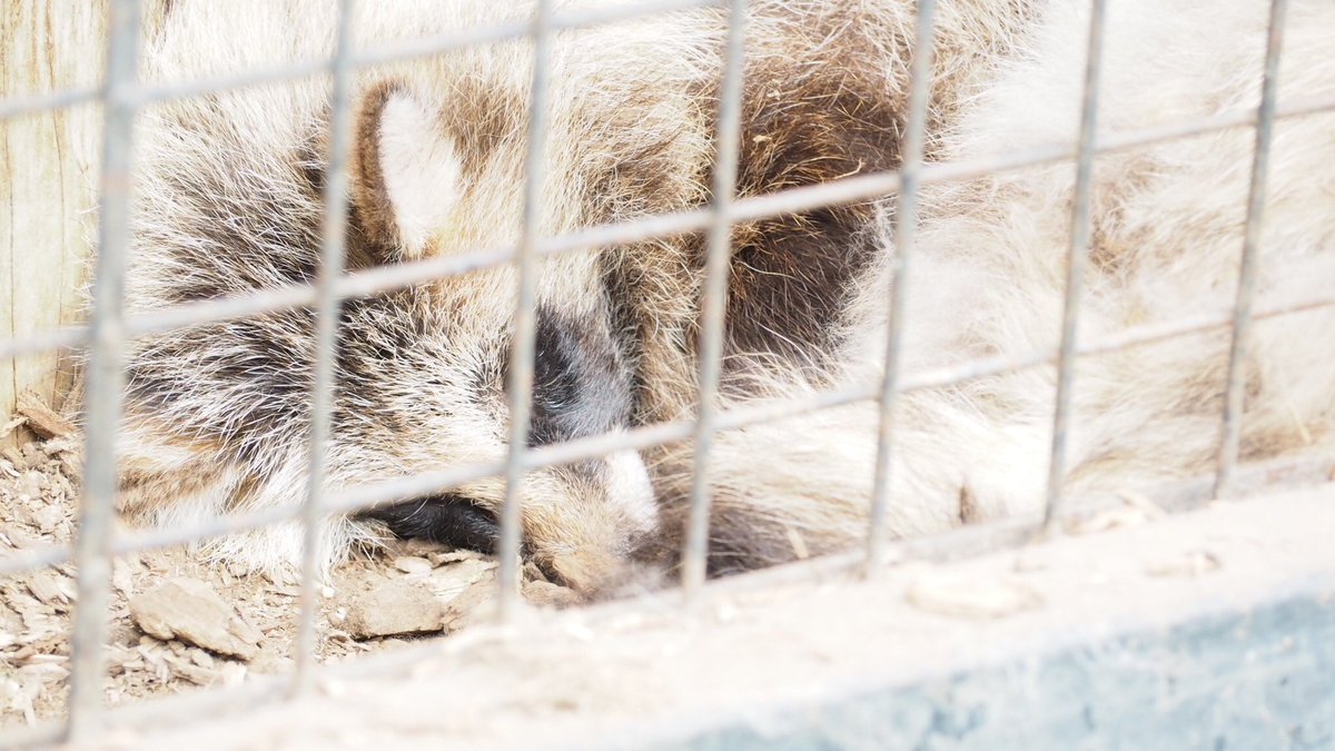 k_7tsu's tweet photo. あんちゃかわいいねえアンチャ〜〜 #おびひろ動物園 #エゾタヌキ #ふわふわのあんちゃん #シロあん https://t.co/L81x9r5vPj