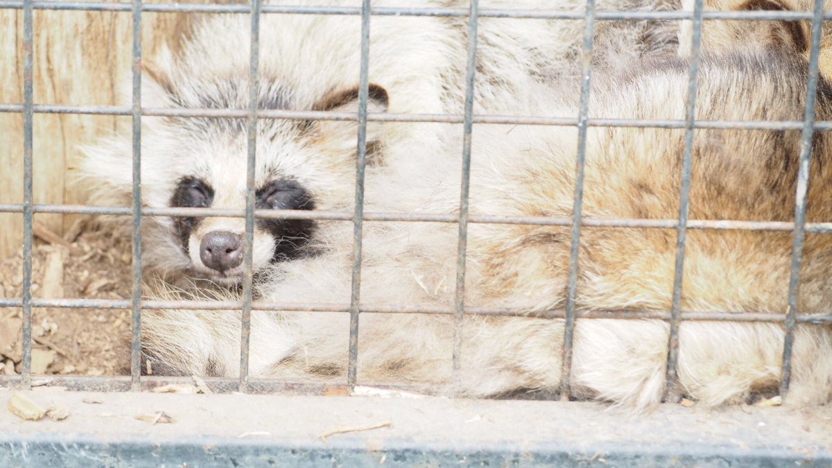 k_7tsu's tweet photo. あんちゃかわいいねえアンチャ〜〜 #おびひろ動物園 #エゾタヌキ #ふわふわのあんちゃん #シロあん https://t.co/L81x9r5vPj