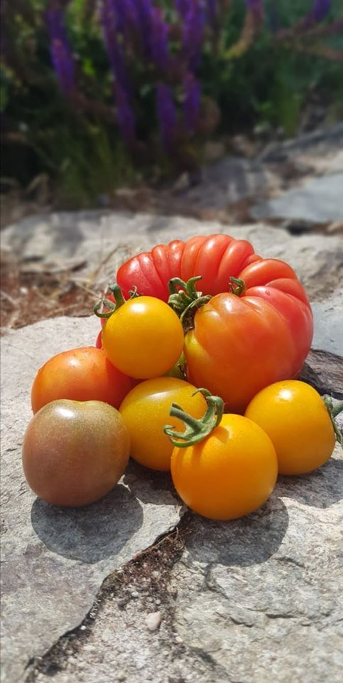 giyireland's tweet photo. The first of our tomatoes are in!

Homegrown flavour is so much better than their shop bought cousins. Tomatoes grown for the supermarket shelf have been bred to look good on the shelves for as long as possible; taste is not their number one priority. https://t.co/yyWAacGBkG https://t.co/WMuGzuuDyp