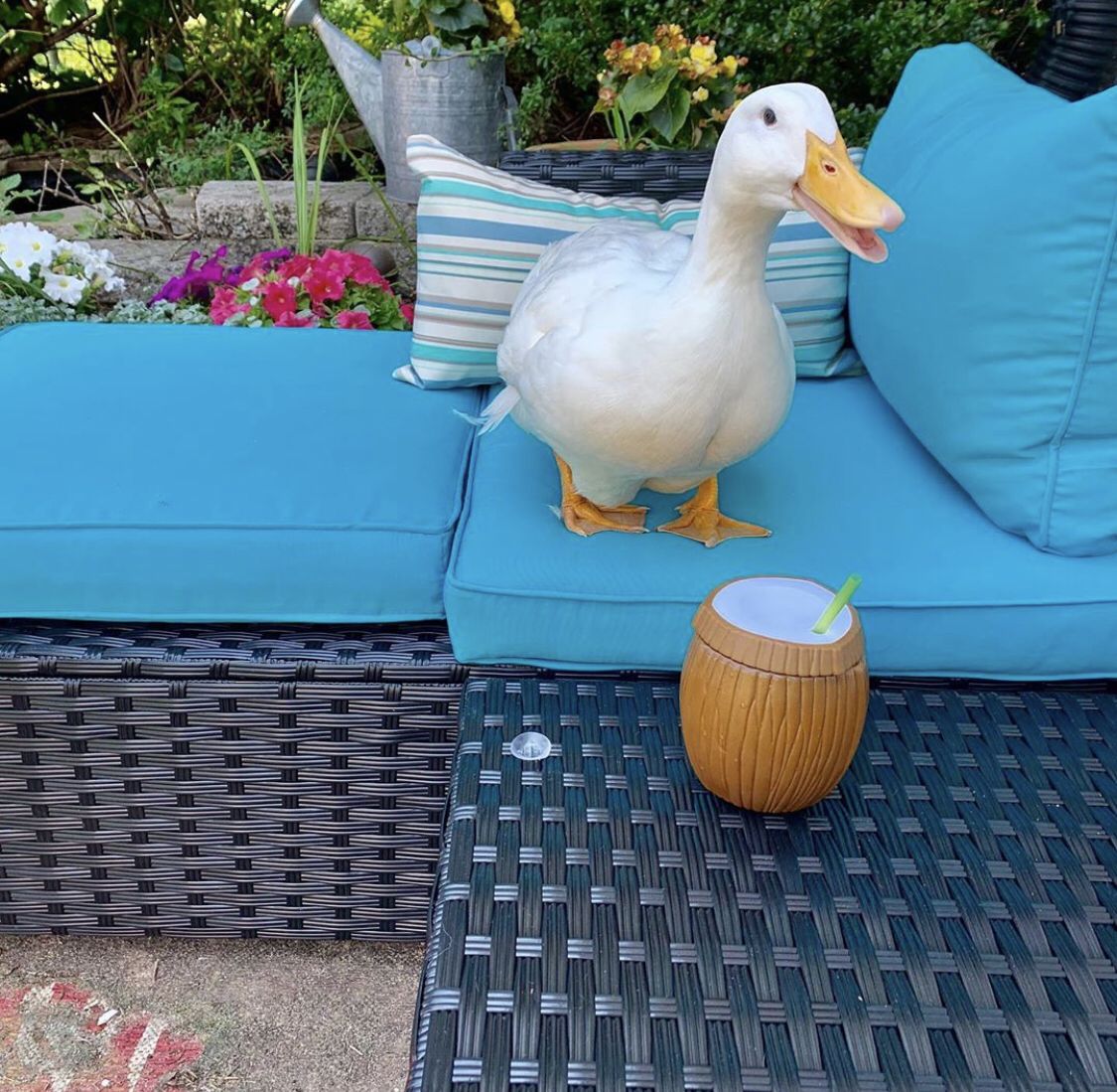 Duck Of The Day tweet media