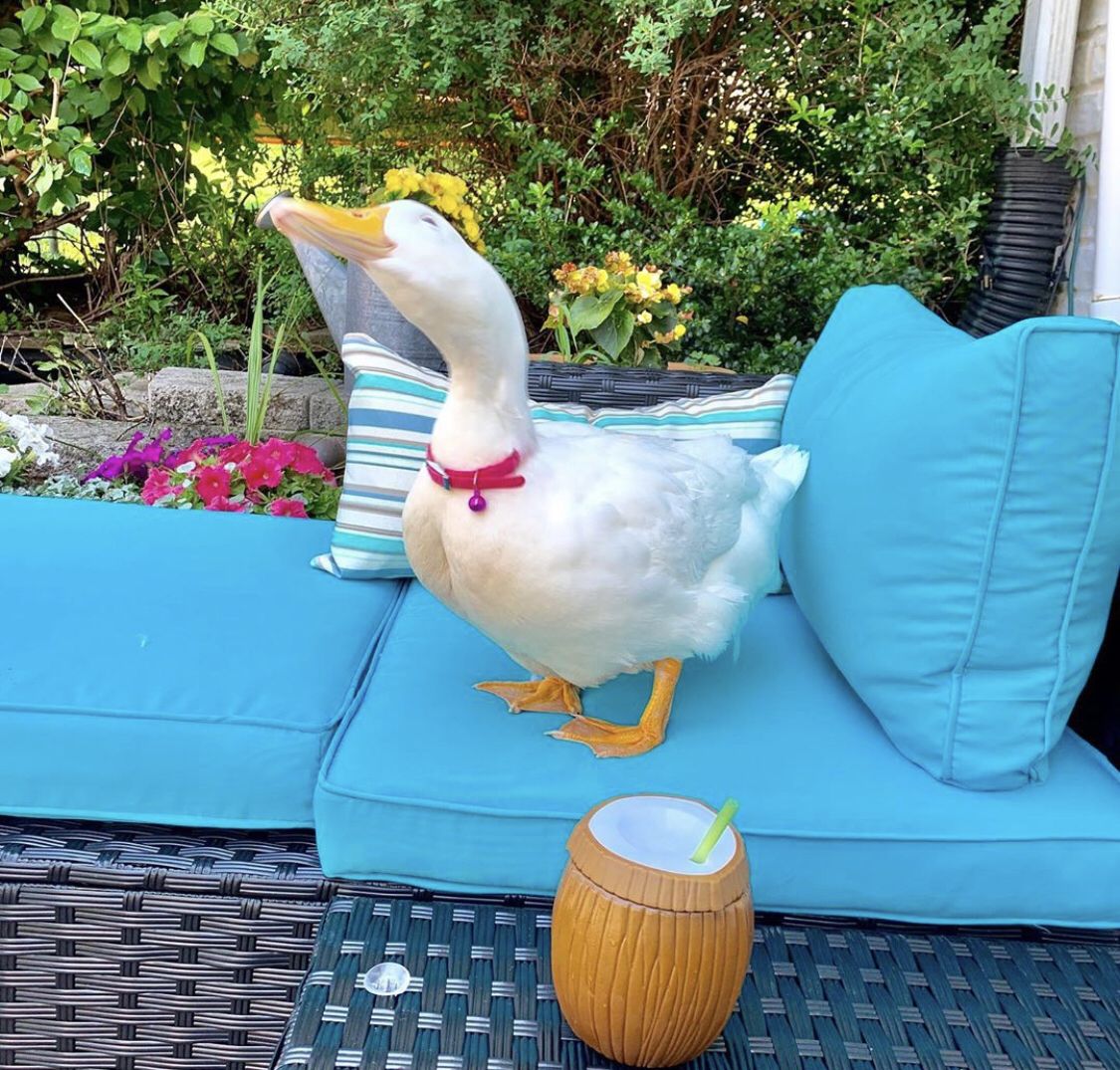 Duck Of The Day tweet media