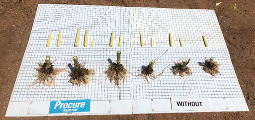 AgnitionUSA's tweet photo. Our interns were busy last week down in Kansas checking out some @AgnitionUSA  field trials! Check out these results! 🌽#Agnition #HealthierSoilHealthierFarms #Procure #Corn #BuildingSoilHealth https://t.co/SzX4jyZbuB