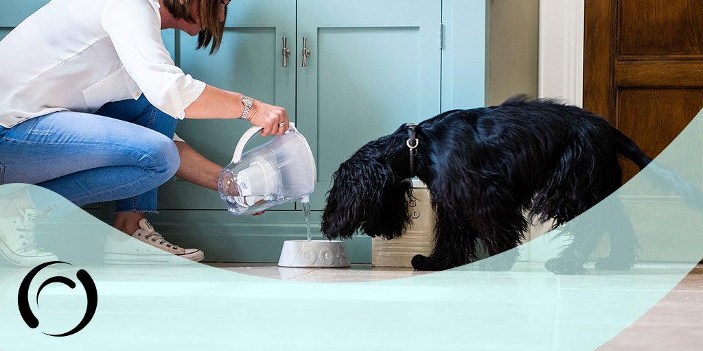 PurerWaterFast's tweet photo. It’s going to be a hot one this week! Make sure to keep your pets hydrated too in the higher temperatures #FilteredWithLove #heatwaveuk #hot #healthy #happy #hydrated https://t.co/WygW7x4msp