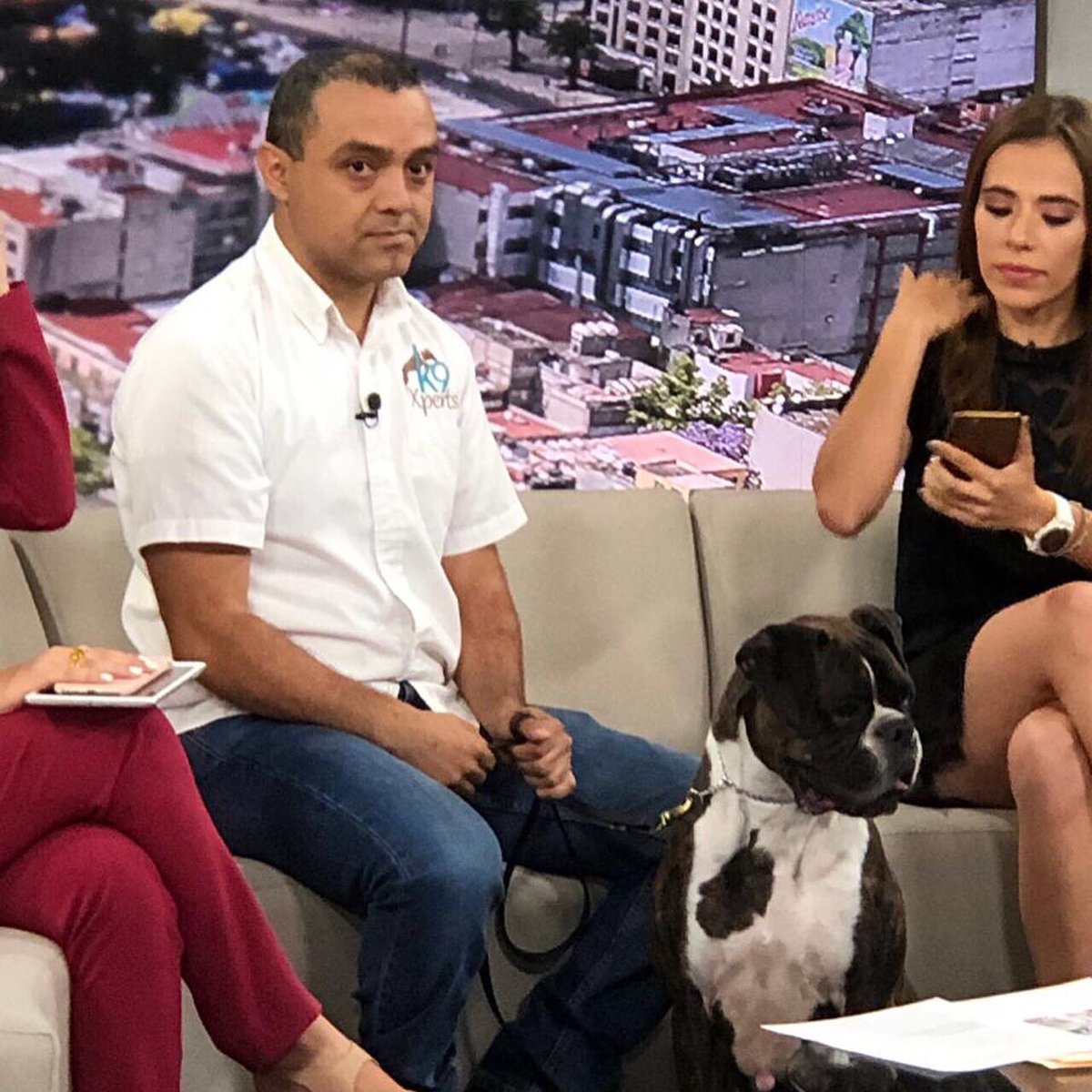 CarloCastroK9 tweet media