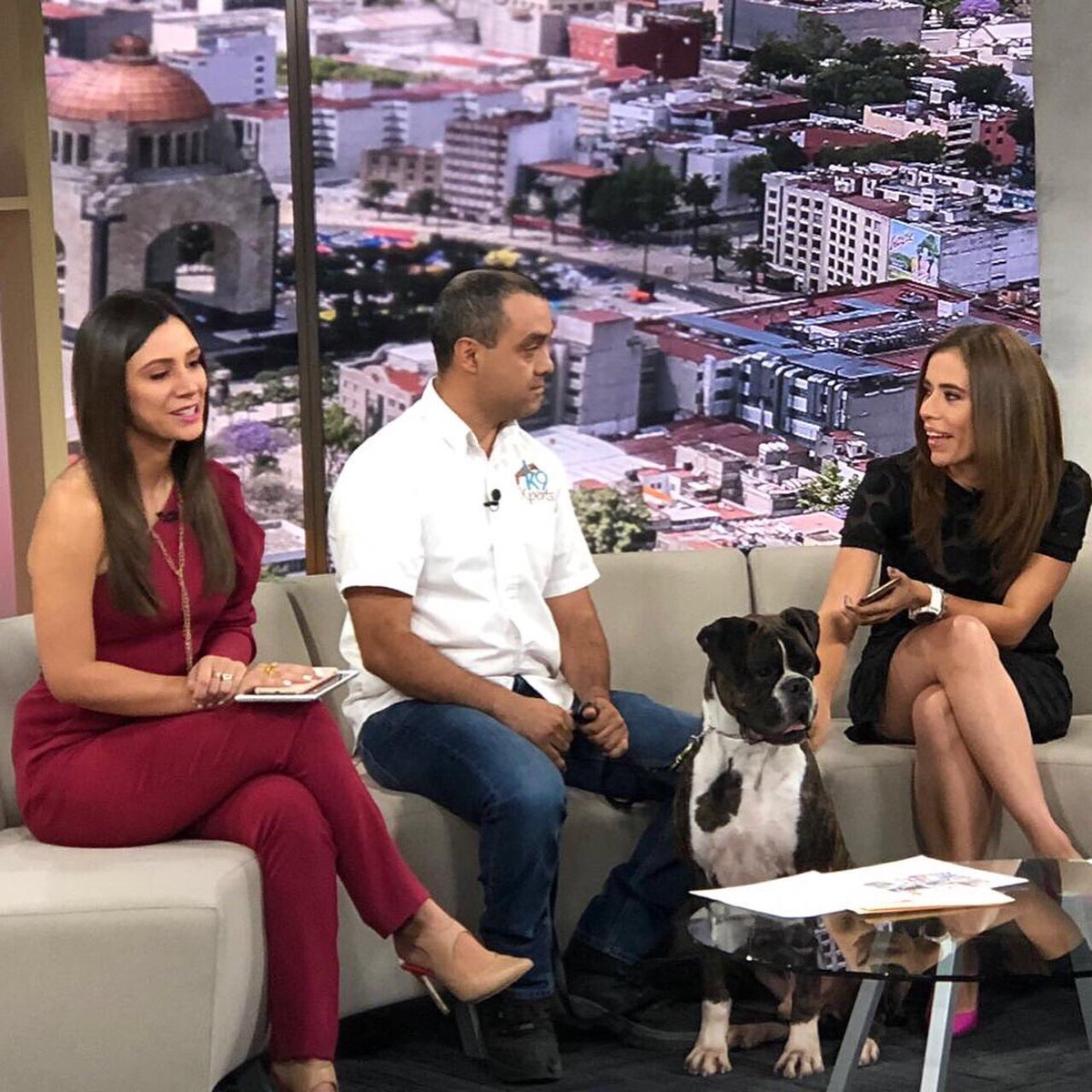 CarloCastroK9 tweet media