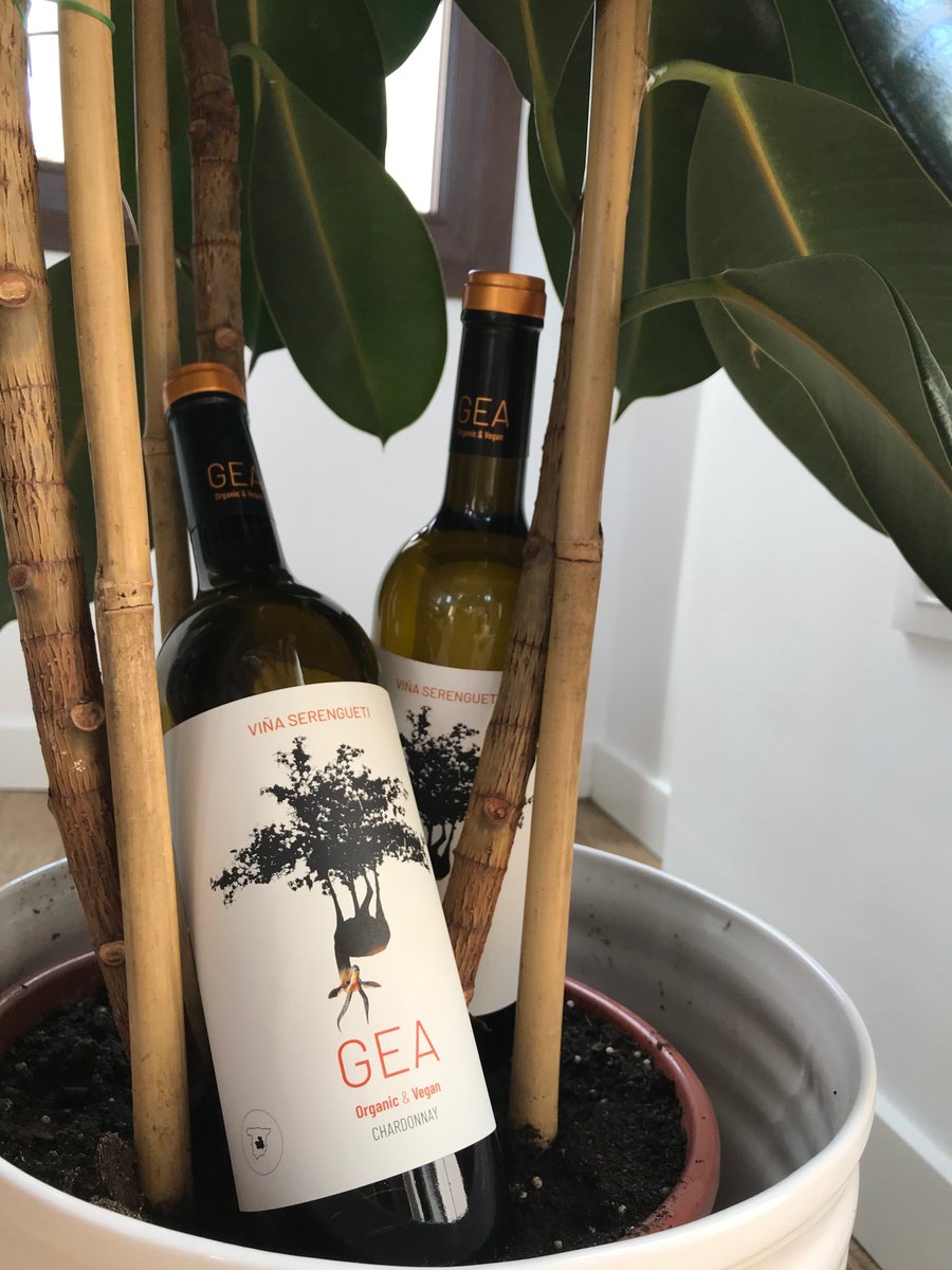 Gea Chardonnay consigue transmitir nuestra misión ecológica a la perfección. Desde Bodegas Alcardet ✈️✈️🌎🌎 a Serengueti. #gea_alcardet #bodegasalcardet #respetoecologico #serengueti #chardonnay