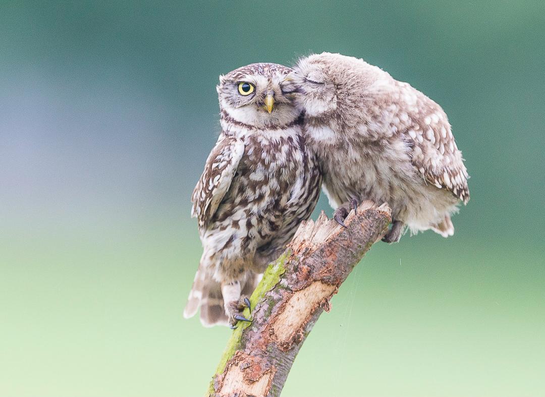 Discovery's tweet image. “The kiss.” 😗🦉

📸 + caption by Jeffrey Van Daele