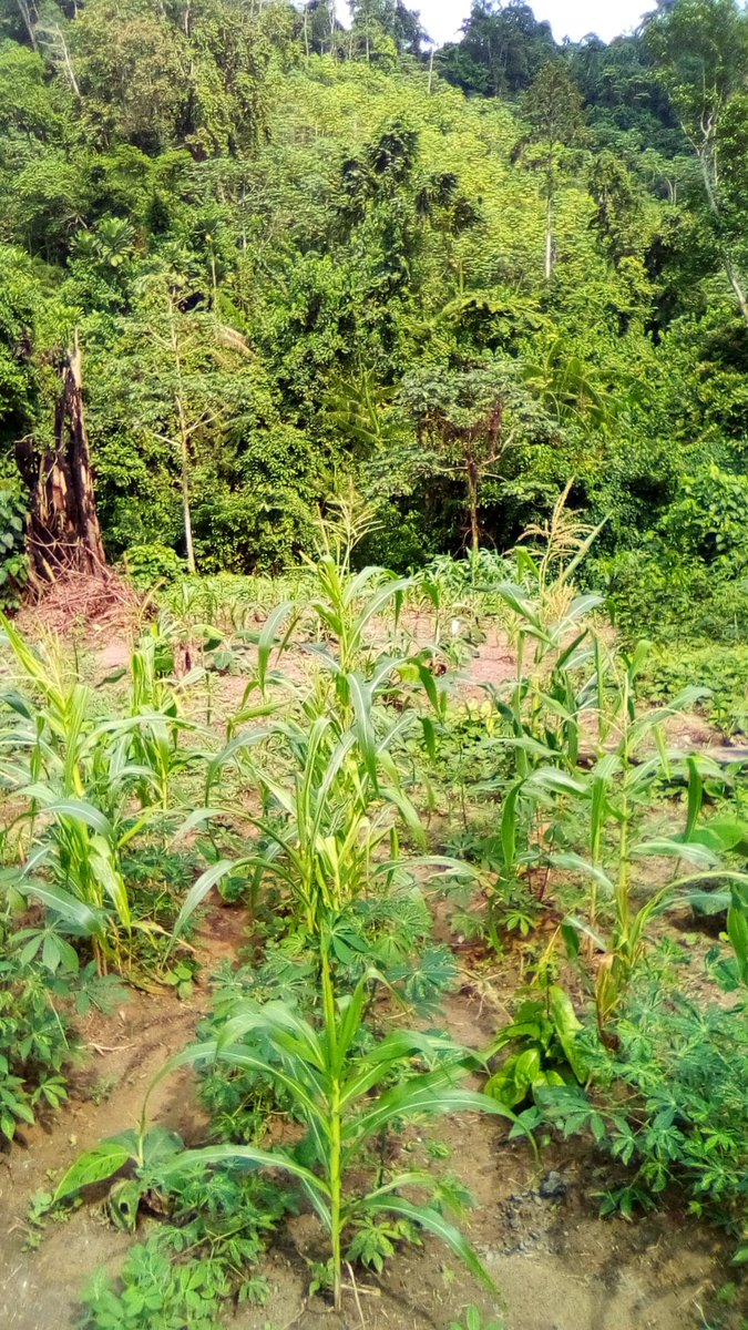 BDjieya's tweet photo. Lorsque je décide de me lancer dans l'agriculture, je surprends mon entourage qui n'y croit pas , car je n'ai jamais aimé me casser le dos🤓🤓.
J'ai failli abandonner, mais aujourd'hui lorsque je vois le fruit de mon labeur, La joie est immense ! https://t.co/pvyyAFQbfp