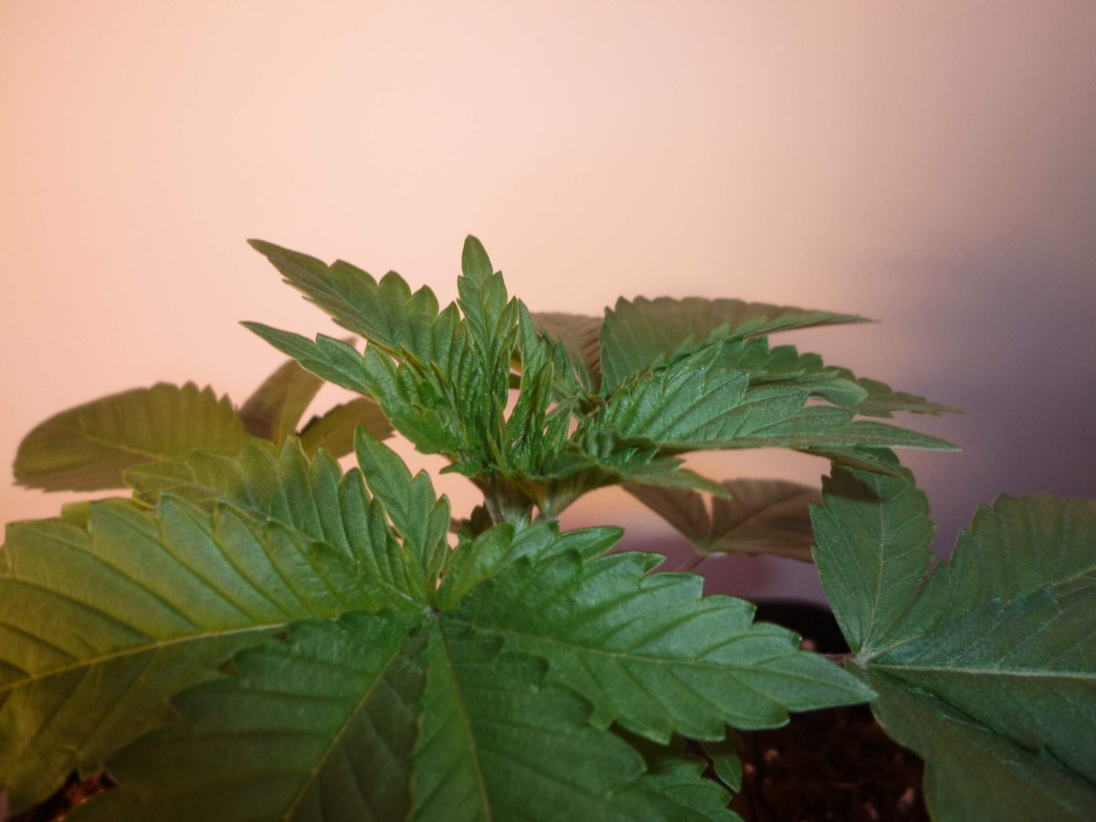 StephandjoG's tweet photo. #sourmelon from Mantis Genetics
(Sour OG x Lucille's OG S1)
Vegetation day 21.
Everything is alright for now π
Full diary : https://t.co/GeU2K3oeOI
#growdiaries #growdiary #mantisgenetics #growyourown https://t.co/jT7KqQytMD