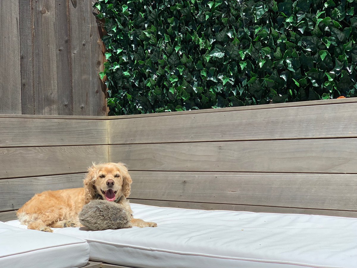 MollyPantsDog's tweet photo. Molly says Hi. #rescuedog #cockerspaniel https://t.co/z4c9E8uQSI