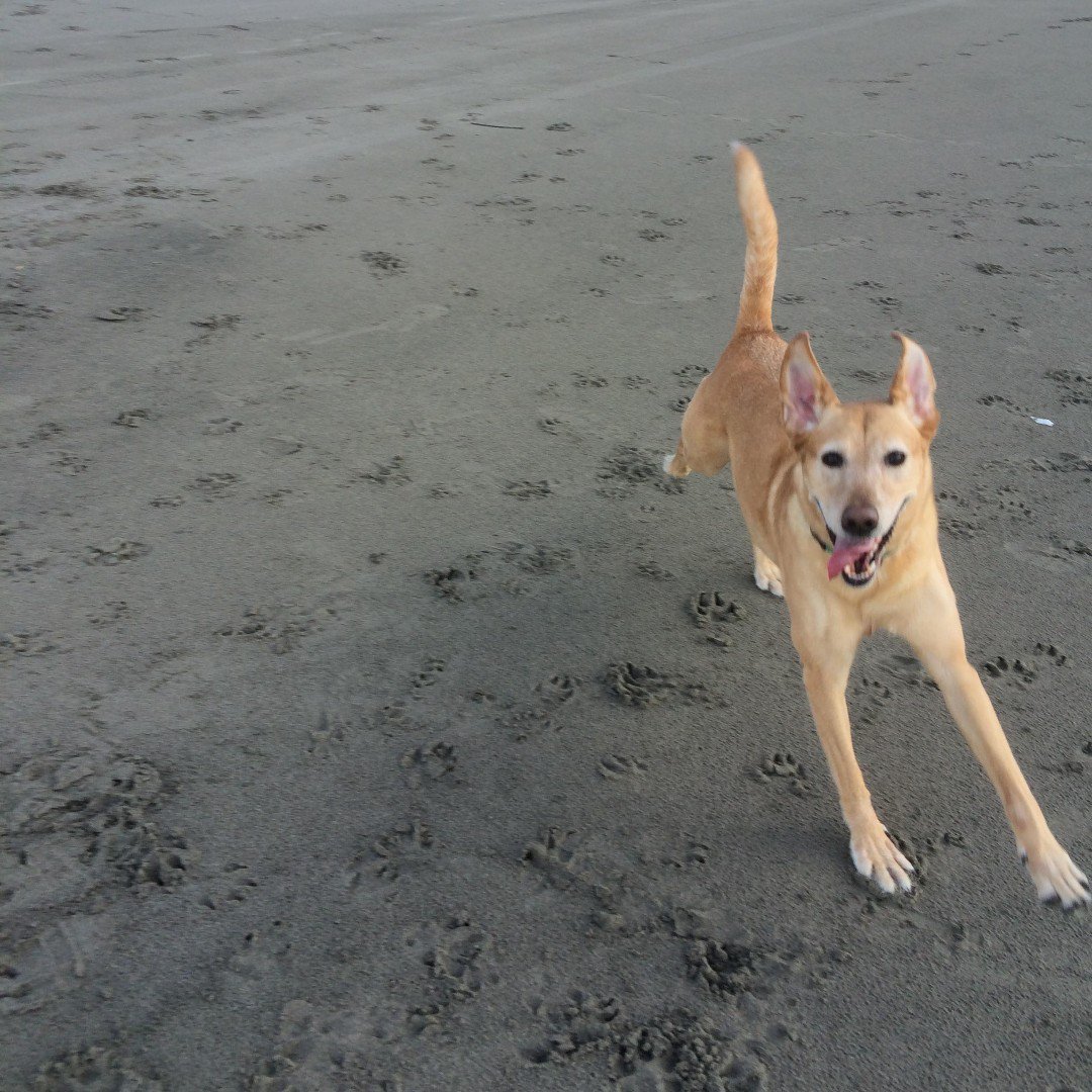 Bloomhomesrvcs's tweet photo. This is Molly, her unofficial title is Master Fly Catcher! Thank you so much for sharing this heart warming photo, Danae. We love it so much! ❤️
#featuredpet #bloompets #petoftheweek https://t.co/bNY5UV3l2D