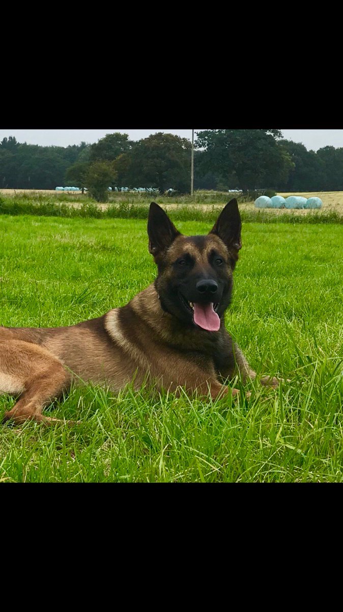 LancsPolDogUnit's tweet photo. PD Rico was just about to finish his shift for the day when called to Accrington. A male suspect had made off from police into woodland. Officers contained the area and Rico was deployed. The male was soon located and detained hiding in the undergrowth. #T3Dogs #DontRunFromRico https://t.co/6W0Bl5XJ6q