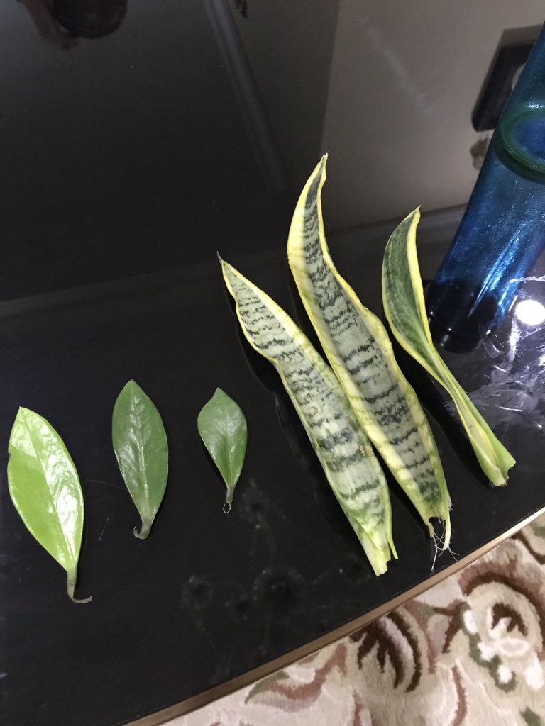 Got ZZ leaves and Sansevieria cutting and I’m going to try water and soil propagation for both.