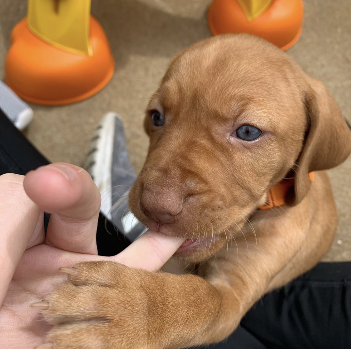 WeRateDogs tweet media