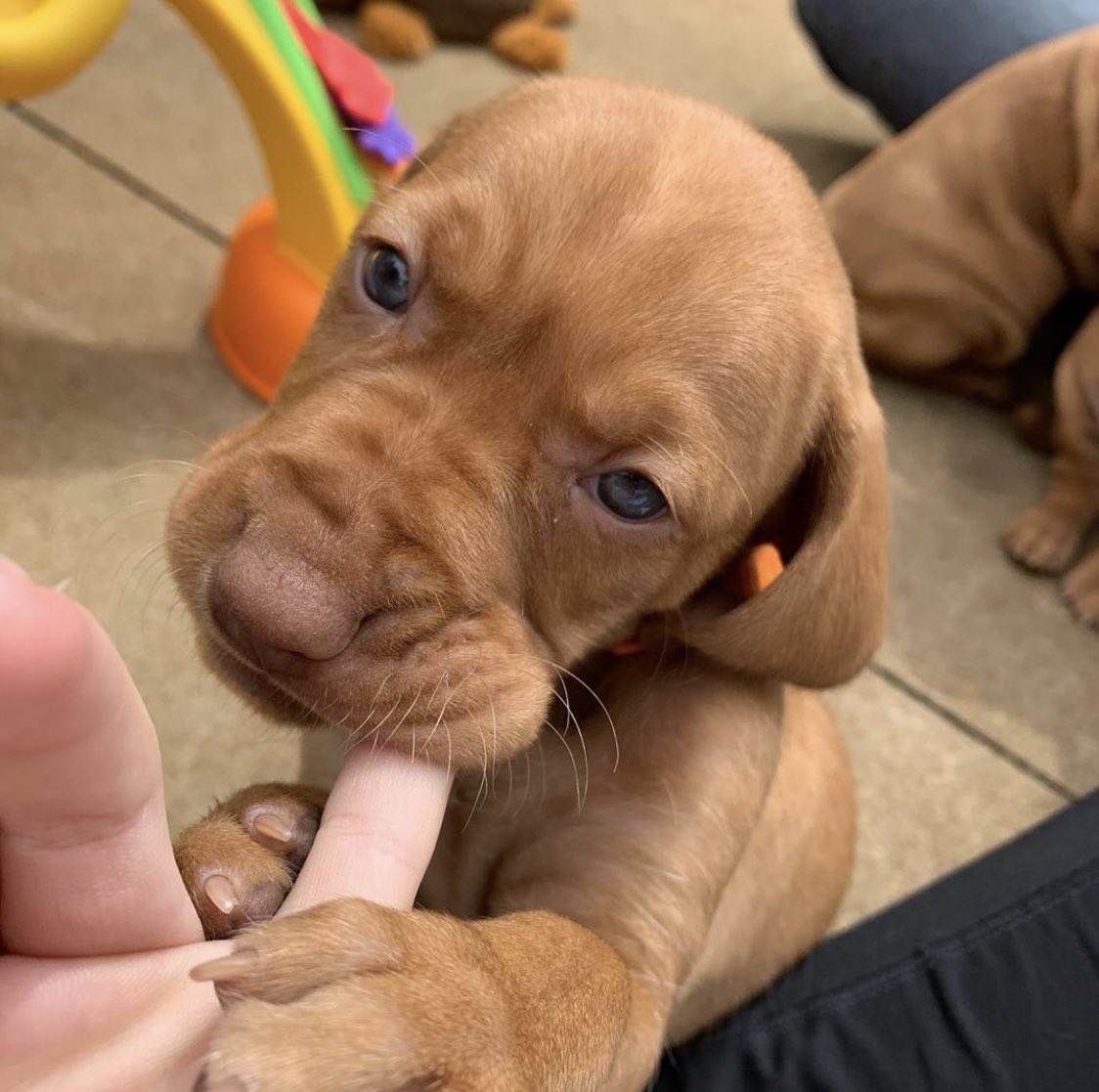 This is Parker. He's very dangerous. Will nibble you limb from limb. Still 13/10 would pet with caution