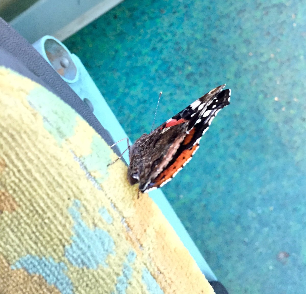 PaulineGraziani's tweet photo. Rare passager clandestin 🦋 #Bus164 @ClientsRATP
(Je suis tellement adroite que je suis tombée en ratant la photo, c’est un gentil passager qui les a fates) https://t.co/eRxJoX2IZf