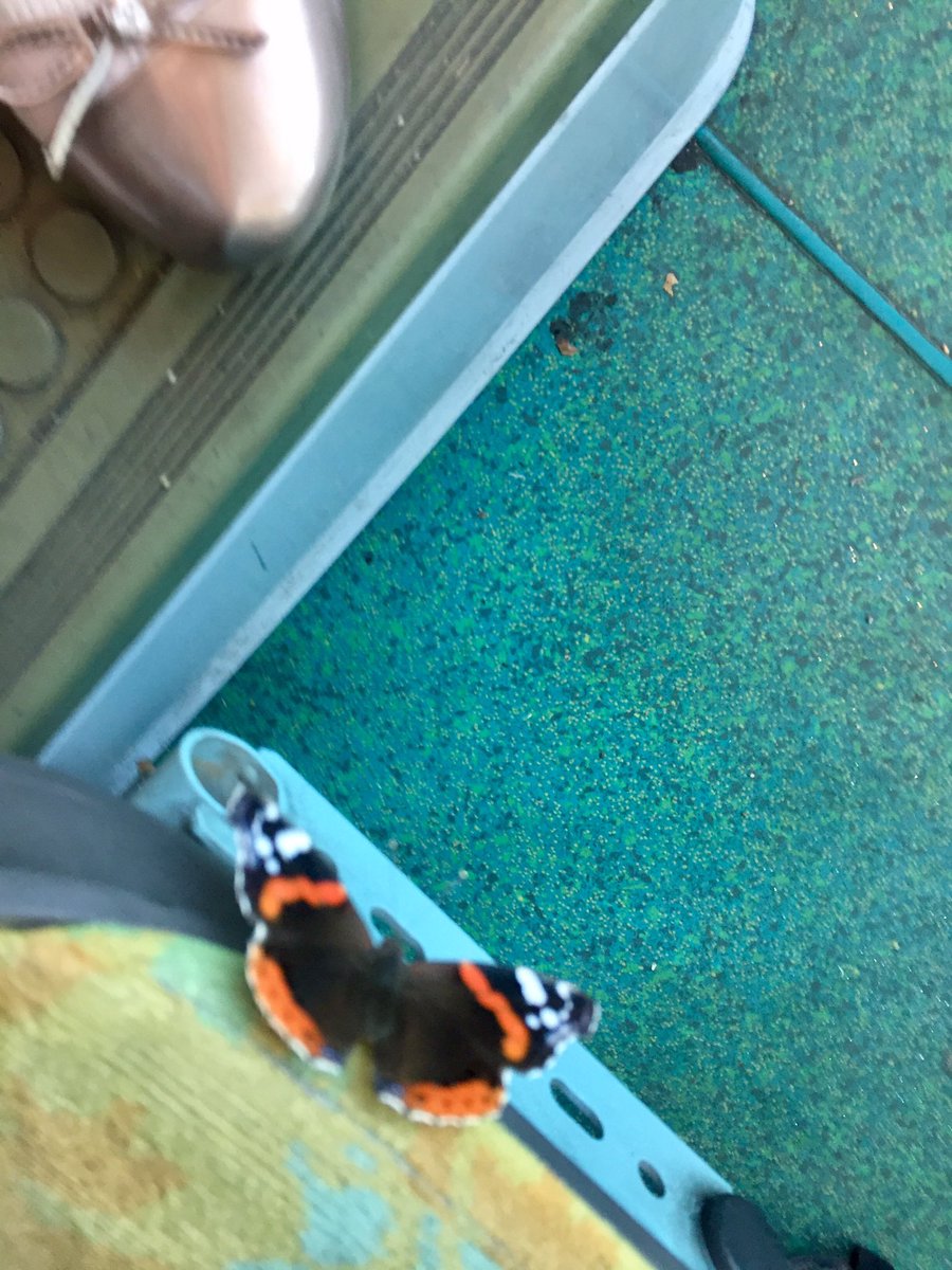 PaulineGraziani's tweet photo. Rare passager clandestin 🦋 #Bus164 @ClientsRATP
(Je suis tellement adroite que je suis tombée en ratant la photo, c’est un gentil passager qui les a fates) https://t.co/eRxJoX2IZf