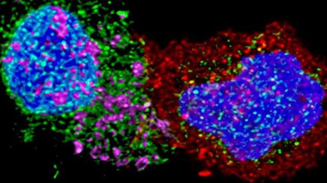 invivoantibody's tweet photo. Controlling HIV Infection. Thanks @Tech_Networks for the #research on anti-HIV #CD8 #cells!
#bioxcell #Bio_X_Cell #technologynetworks #invivo #invivoantibody #invivoantibodies
https://t.co/3H8EZ3BuXa https://t.co/8yfzqyoaQt