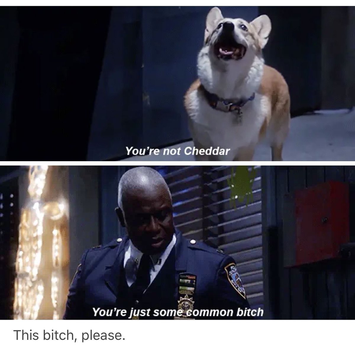 indogspot's tweet photo. Bitch please.
Who is your favorite Brooklyn Nine Nine Character?
.
.
#Dogspot #Dogs #puppy #corgi #brooklynninenine #rayholt https://t.co/eD7cuZ21sN