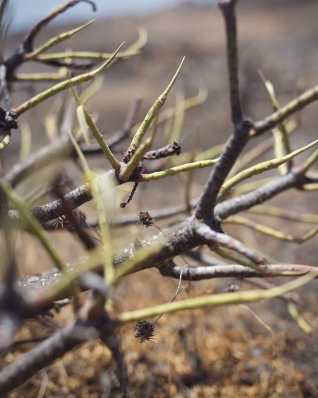 annelaurem's tweet photo. Surviving on a volcanic island.
#plant #vegetation #volcanicisland #volcano #lanzarote #desert #canaryislands #spain #travelphotography #holiday https://t.co/XUizJWnH3q https://t.co/infkt5h3gq
